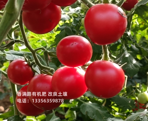 特别行政区发酵羊粪肥沃庄稼地土壤