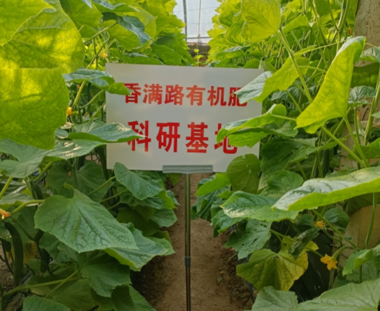 羊粪有机肥促进庄稼吸收