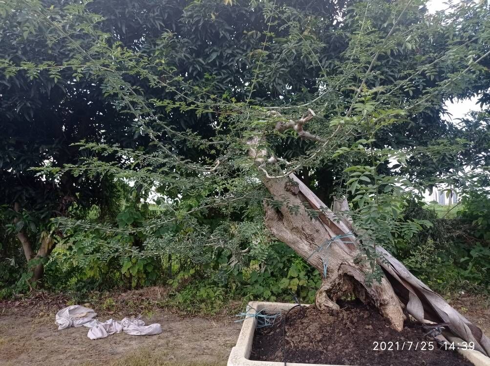 【土壤固化剂】粉煤灰固化剂一站式供应