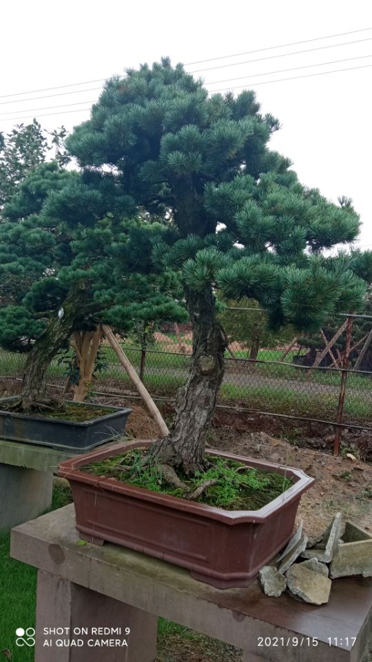 淤泥就地固化剂河湖疏浚固化高清图