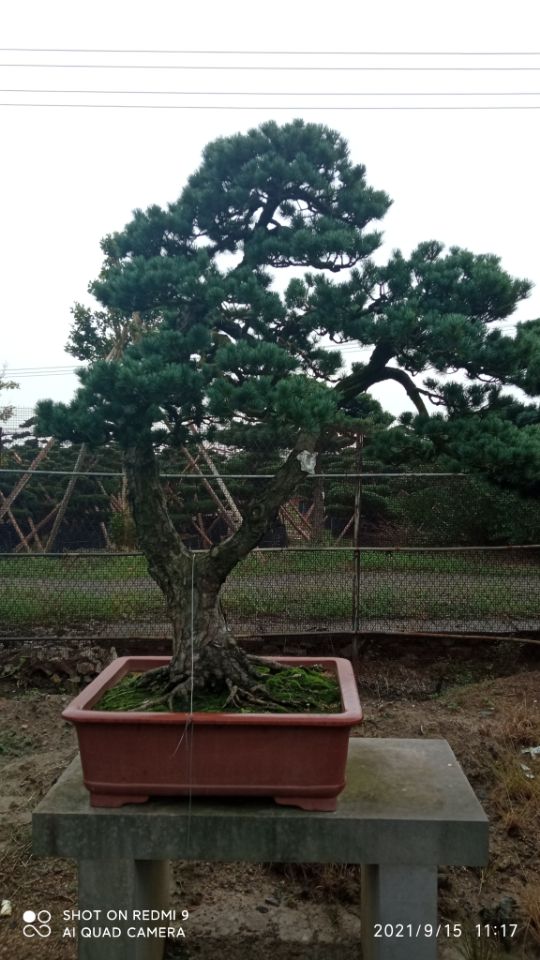 污水处理水质淤泥固化剂厂家供应